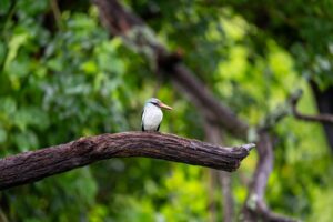 Xigera Rainy Season Malachite Kingfisher